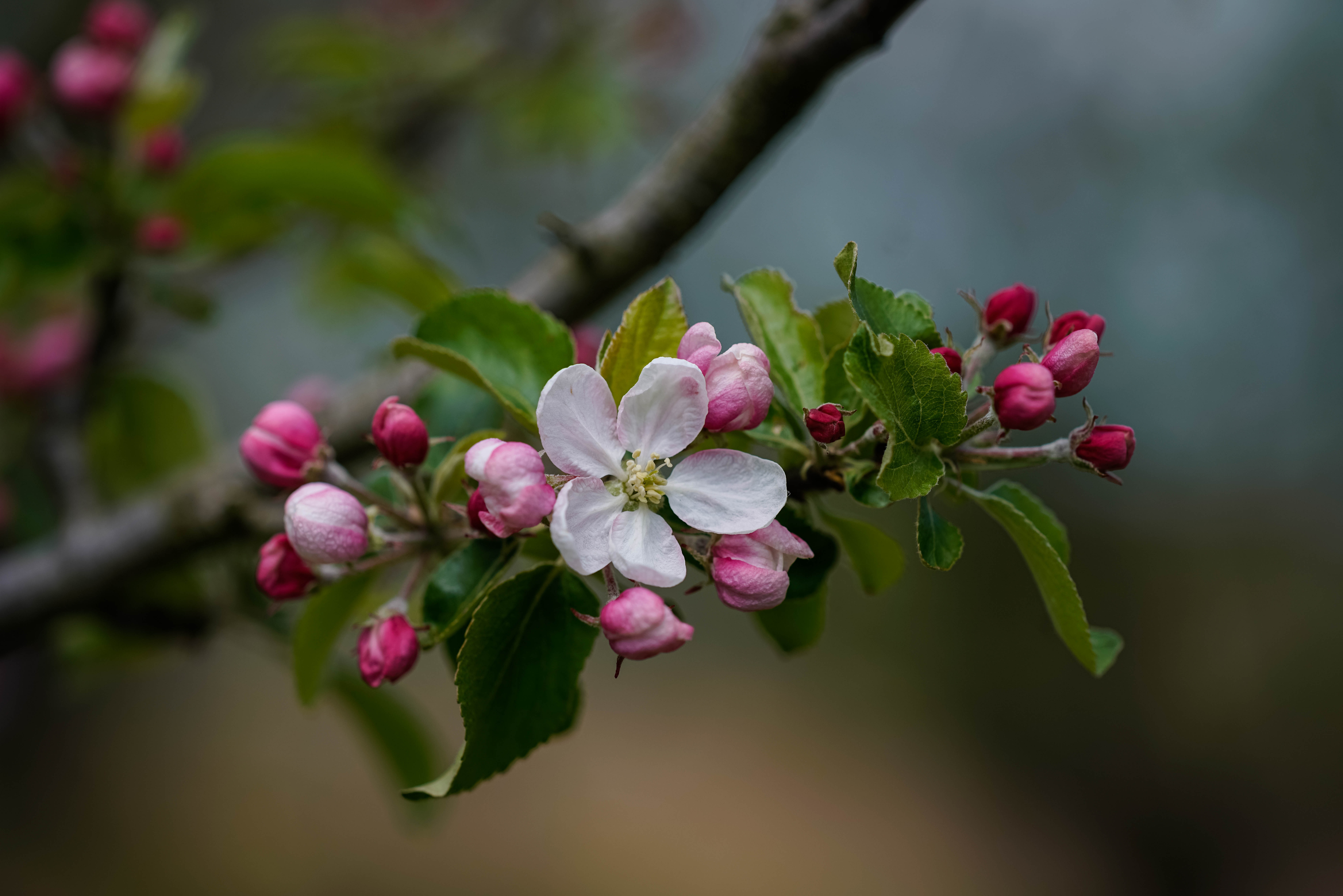 Яблони цветут весной. Ветка яблони - Яблоневая ветка. Яблоневый цвет (Malus domestica). Яблоневая Весенняя веточка. Яблоня Сибирская цветение.