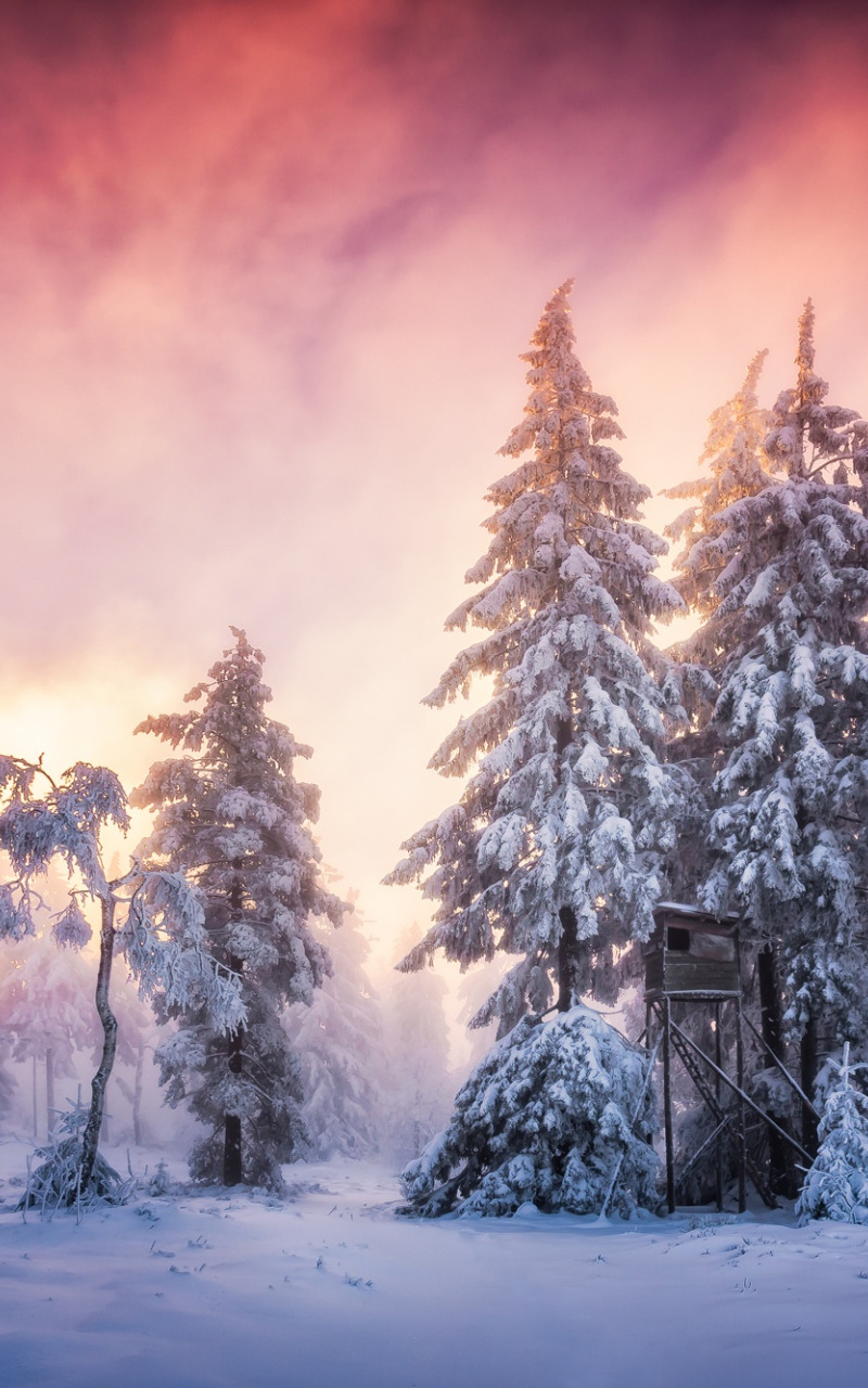 зима, иней, лес, небо, облака, снег, пейзаж, туман