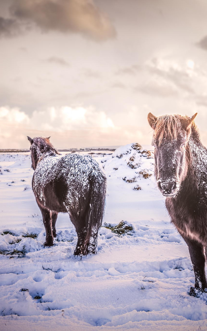 зима, поле, снег, природа, животное, конь, лошадь, Исландия