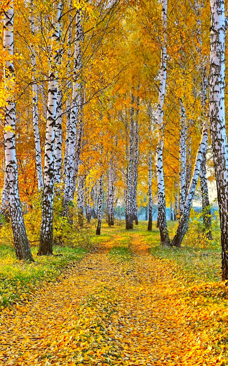 дорога, осень, пейзаж, природа, желтые листья, берёзы