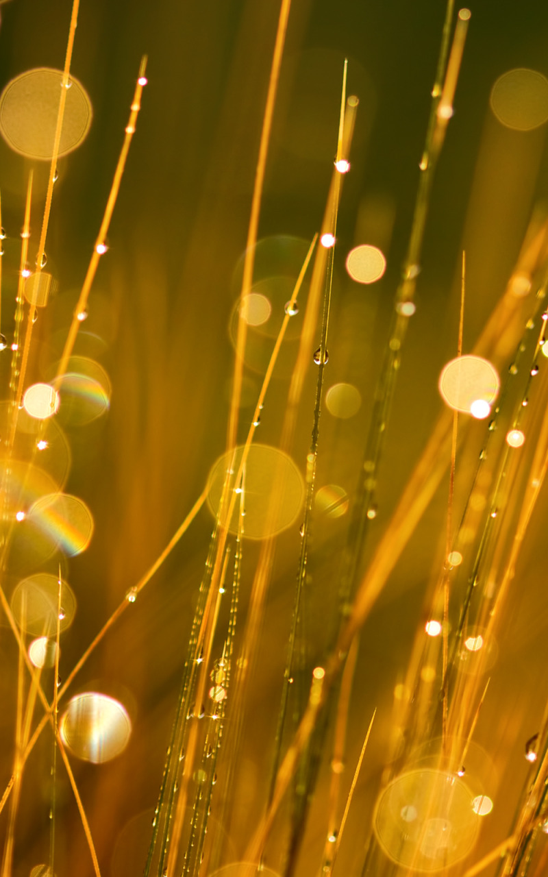 трава, капли, природа, роса, блики, боке