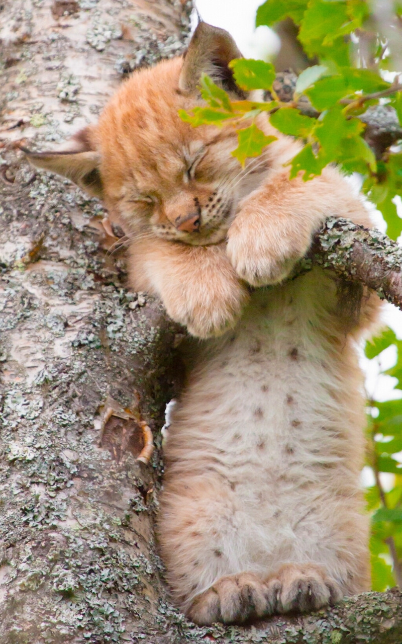 спящее дерево фото