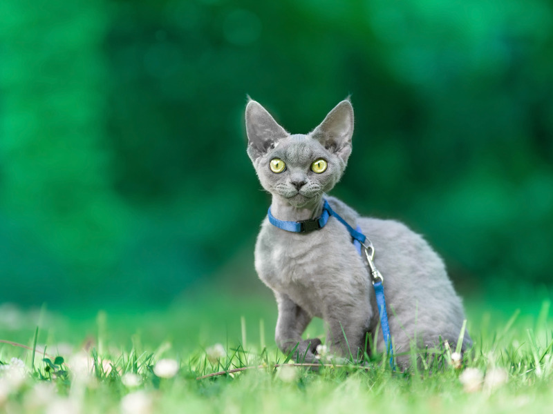 кошка, трава, взгляд, природа, серый, поводок, ошейник, котёнок