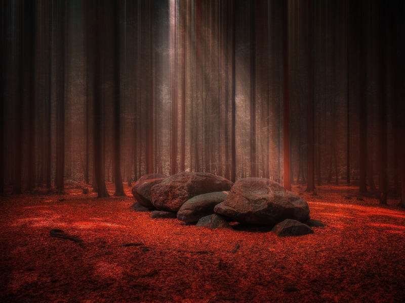 red, forest, trees, landscape, nature, leaves, stones, sunlight