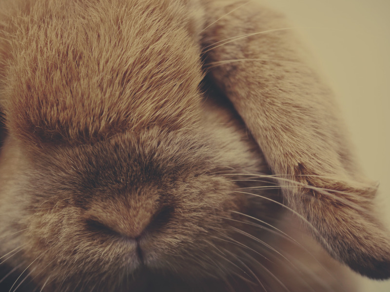 животное, шерсть, кролик