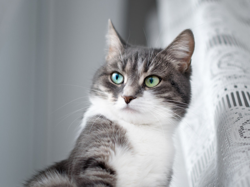 глаза, кот, взгляд, шторка