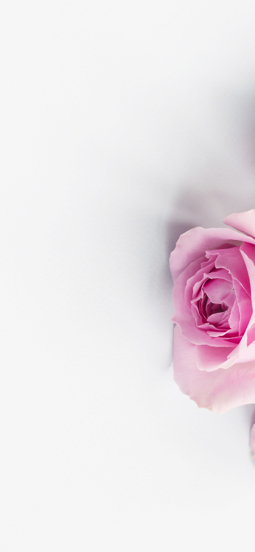 розы, розовые, бутоны, pink, flowers, roses