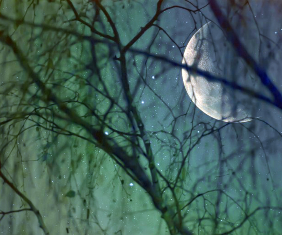 Луна сквозь деревья. Луна и дерево. Полнолуние весной.