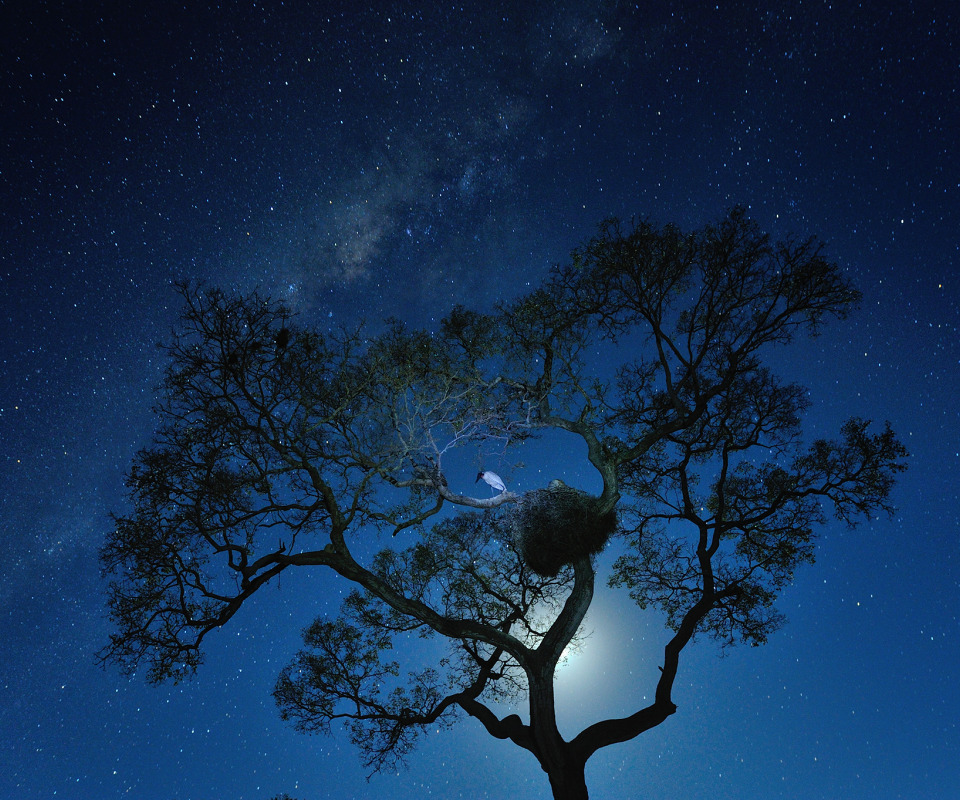В круг дерева ночи. Дерево ночью. Ночное небо. Ночь дерево звезды. Луна и звезды.