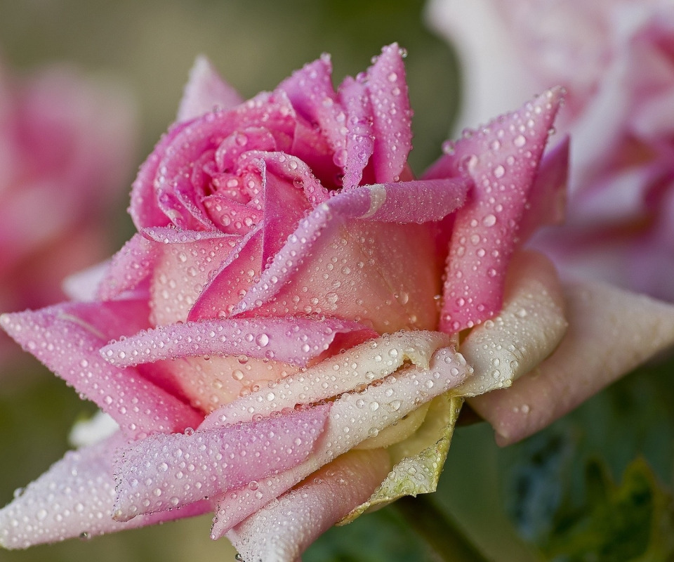Аромат нежный розы. Розовые розы. Цветы в росе. Розовые розы с росой.