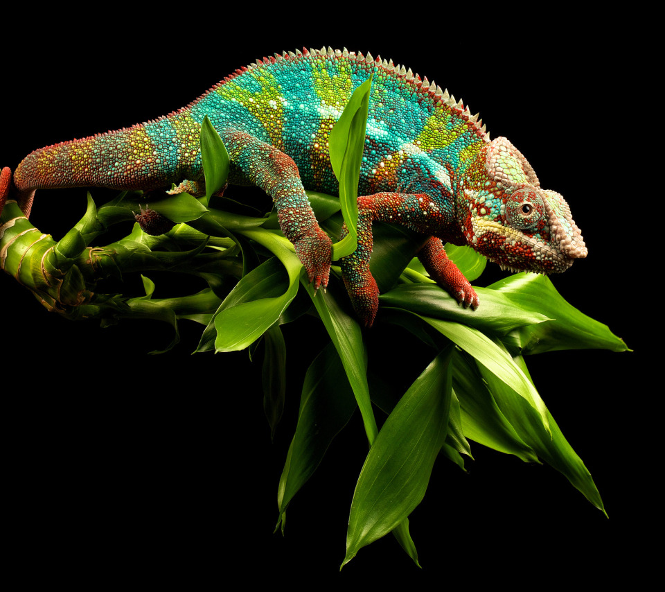 хамелеон. пантерный хамелеон на белом фоне. хамелеон автор. п. мадагаскарский пантеровый хамелеон.