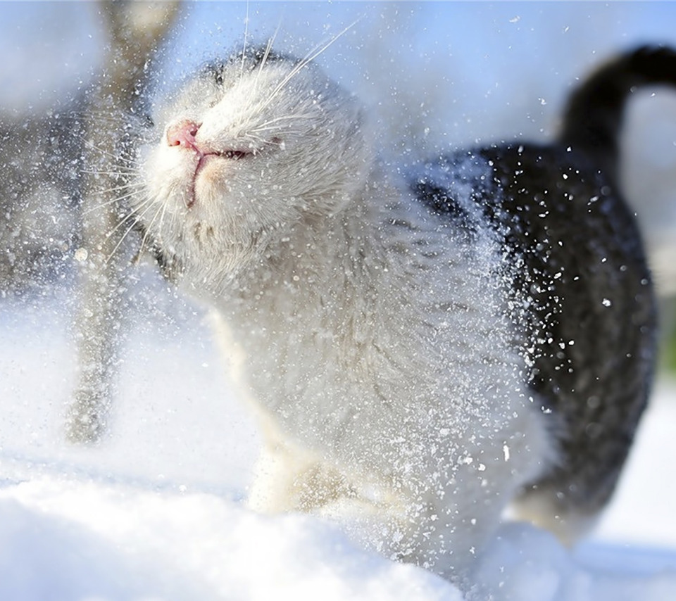 Зимние коты. Кот в снегу. Кот под снегом. Киска в снегу. Зима кончается картинки
