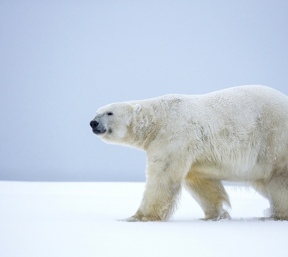 Белые медведи на Аляске. Медведь большой белый. Самый крупный белый медведь.