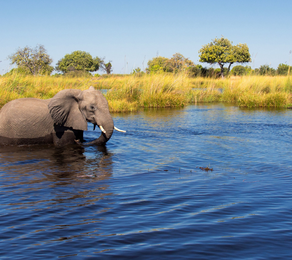 Слоны. Слоны в воде. Слон река. Слоны в реке.