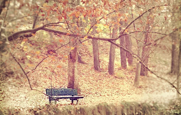 Картинка осень, туман, парк, скамья