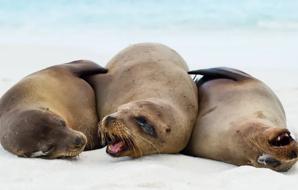 Картинка природа, Galápagos sea lions, Zalophus wollebaeki