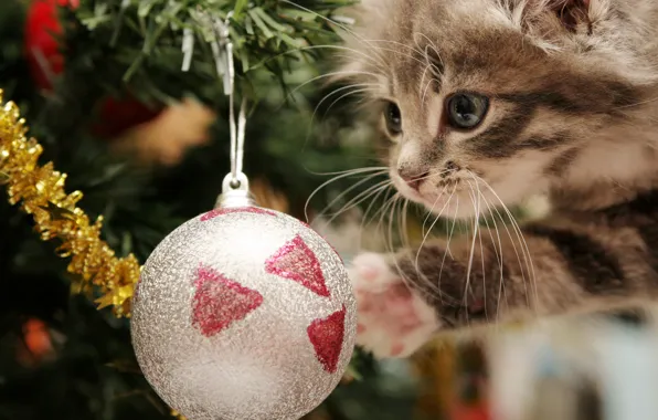 Картинка праздник, новый год, котёнок, мишура, happy kitten, ёлочные шары, игривый