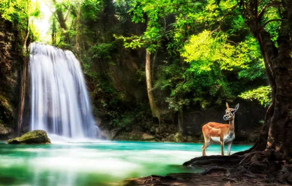 Картинка лес, деревья, природа, животное, водопад, олень, Таиланд, Thailand