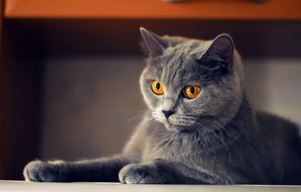Кошка, кот, взгляд, серый, мебель, лапы, лежит, мордашка