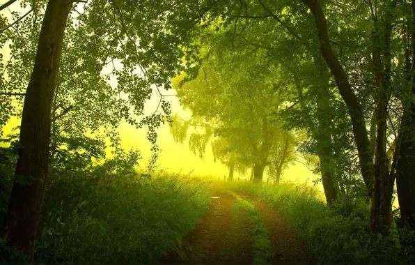 Картинка дорога, лес, лето, деревья, туман, утро