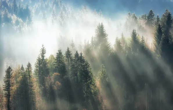 Пейзаж, природа, туман, утро, лучи солнца