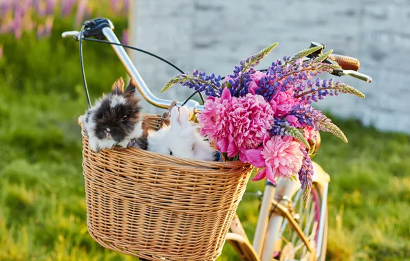 Цветы, велосипед, кролики, flowers, rabbits, Bicycle