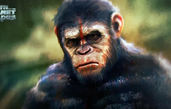 Картинка обезьяна, примат, caesar, Планета обезьян: Революция, Dawn of the Planet of the Apes