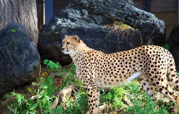 Картинка гепард, хищная кошка, chetah