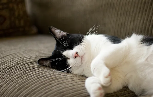 Картинка кот, лапки, спит, на диване