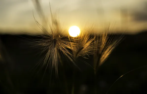 Небо, солнце, макро, закат, растение