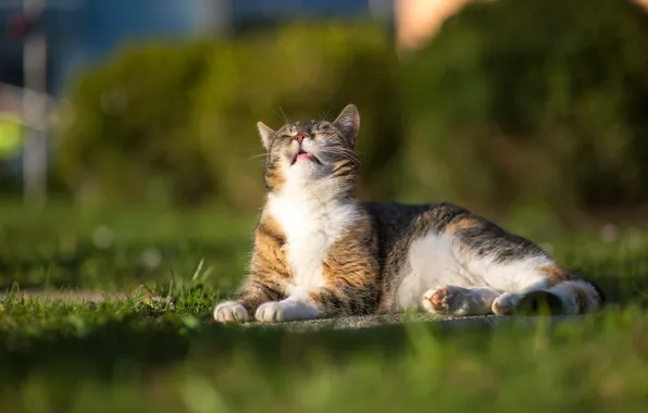 Картинка кошка, лето, трава
