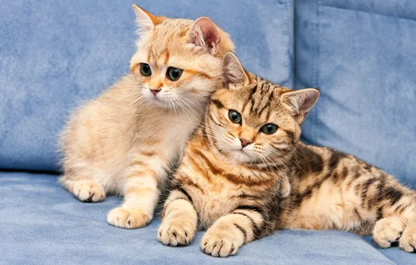 Взгляд, кошки, поза, котенок, диван, вместе, рыжий, котята