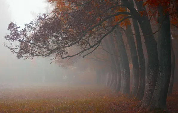 Осень, деревья, природа, туман, утро, Октябрь