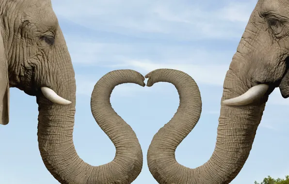 Картинка сердце, слон, хобот, слониха