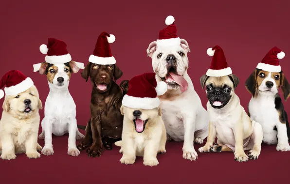 Собака, Новый Год, Рождество, щенок, happy, санта, Christmas, puppy