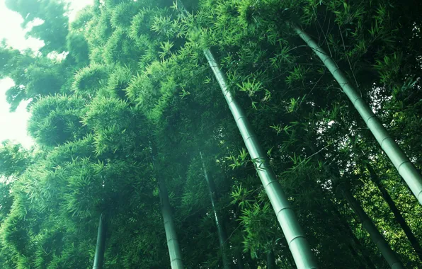 Свет, зеленый, растения, бамбук