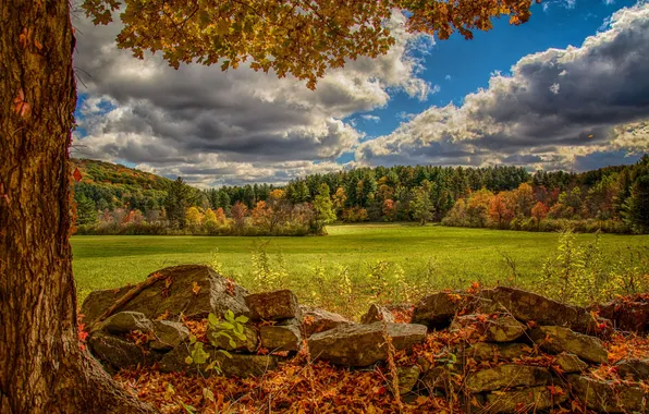 Осень, лес, камни, дерево, луг, Virginia, Виргиния, Norfolk