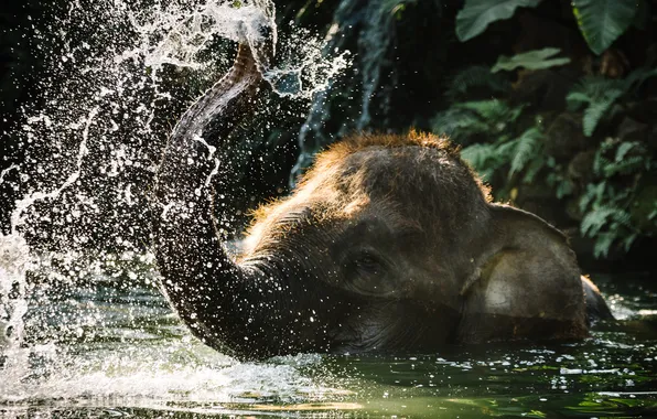 Вода, природа, слон