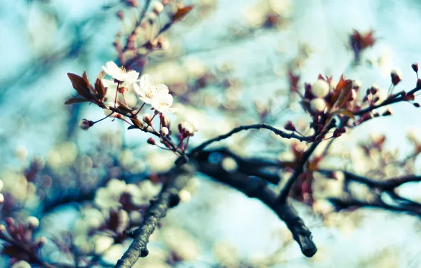 Небо, макро, деревья, цветы, природа, вишня, ветви, весна