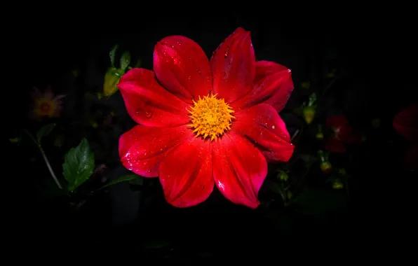 Цветы, flower, rad