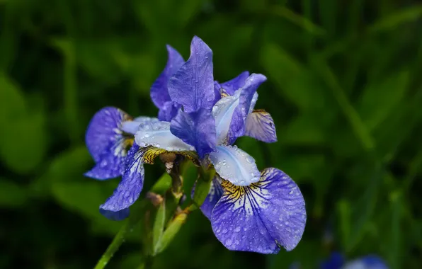 Картинка Цветочки, summer, rain, синие, flowers, dark blue, летний дождь