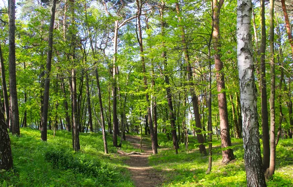 Green, forest, trees, park, spring, alley
