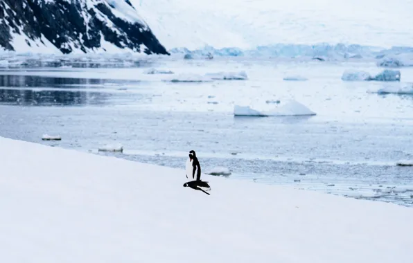 Beach, sea, penguins, ice floes