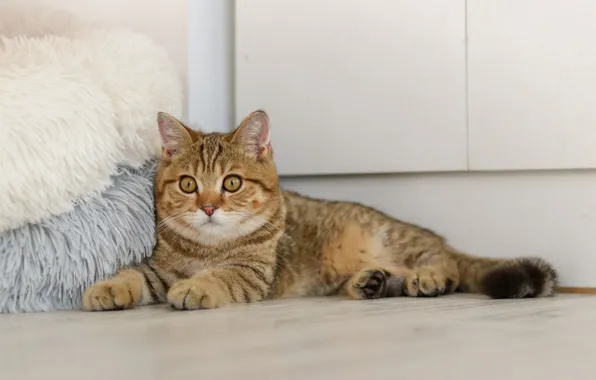 Картинка пуфики, лежит на полу, полосатая кошка