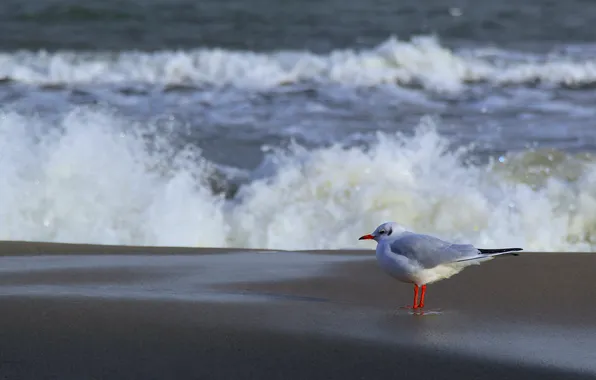 Beach, sea, bird, seagull