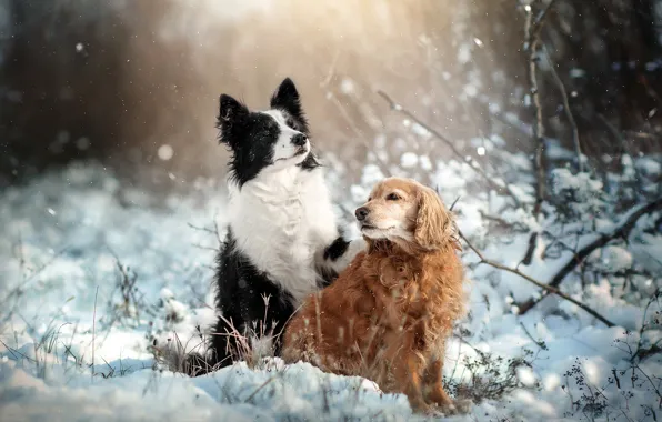 Картинка зима, животные, собаки, снег, природа, пара, спаниель, бордер-колли