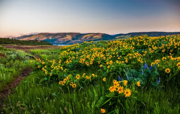 Цветы, Орегон, Oregon, Columbia, горы., gorge