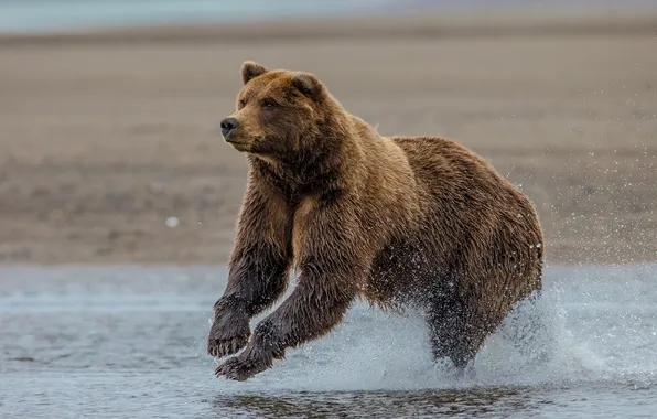 Картинка медведь, Аляска, Alaska, гризли, Lake Clark National Park, озеро Кларк