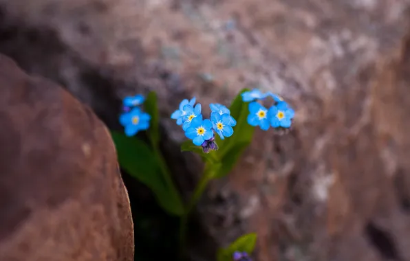 Цветы, камни, голубые, нежные, незабудки