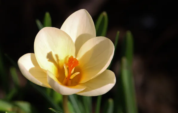 Картинка Макро, Цветок, Flower, Macro